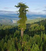 Image result for Biggest Redwood Tree in the World
