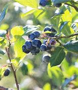 Image result for Vaccinium corymbosum Hardy Blue