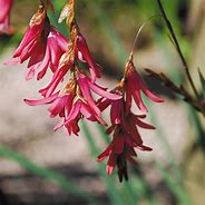 Image result for Dierama igneum