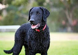 Image result for curly coated_retriever