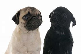 Image result for All Pug Colors