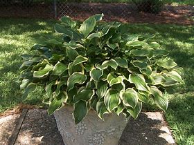 Image result for Hosta So Sweet