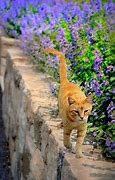 Image result for Happy Cat Walking