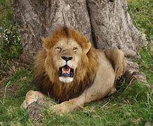 Image result for Kenya Lion