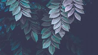 Image result for Blurry Green Background