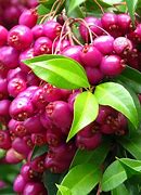 Image result for Syzygium Australe