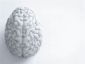 Image result for Brain White Background