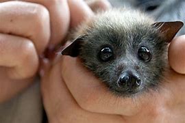 Image result for Adorable Bats