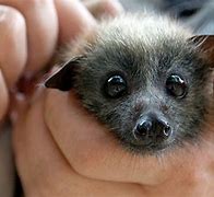 Image result for Cutest Bat Alive