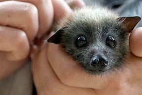 Image result for Cute Bat PFP