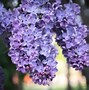 Image result for Most Beautiful Shrubs