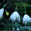 Image result for Galanthus Tricky Treasure