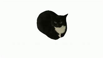 Image result for Black and White Cat and Their Meme