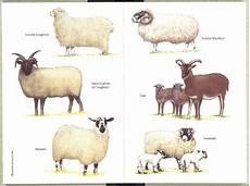 Sheep Keeping The Chart Includes My Darling Little