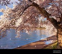 Image result for Washington DC Japanese Cherry Trees