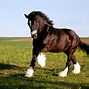 Image result for Shire Horse vs Clydesdale