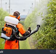 Image result for DDT Spraying Tree