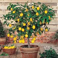 Image result for Potted Fruit Trees