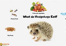 Image result for Wild Hedgehog Food Web