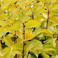 Image result for Cornus sericea Budds Yellow