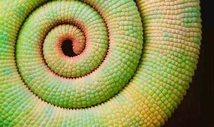 Image result for Natural Geometric Shapes
