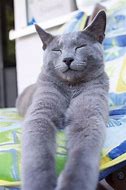 Image result for Munchkin Cat Grey Meme