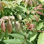 Image result for Cedrela Sinensis