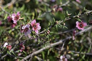 Image result for leptospermum