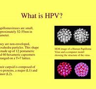 Image result for Human Papillomavirus Pictures Brochure