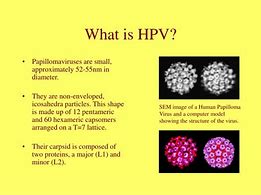 Image result for Human Papillomavirus Stages