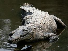 Image result for Big Croc