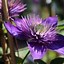 Image result for Clematis Multi Blue