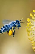 Image result for Cool Bee