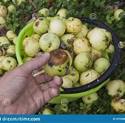 Image result for Good and Bad Apple