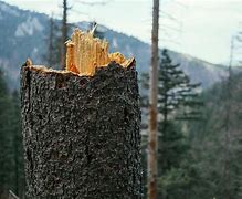 Image result for Broken Tree Stump