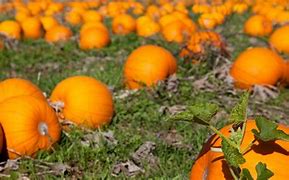 Image result for Pumpkin Picking Spots