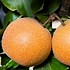 Image result for Japanese Pear