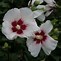 Image result for Hibiscus moscheutos DISCO BELLE blanc coeur rouge