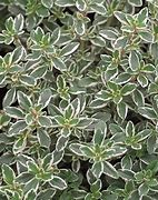 Image result for Thymus citriodorus (x) Silver Queen
