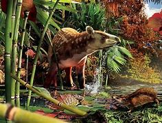 Image result for Prehistoric Hedgehog