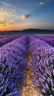 Image result for Lavender iPhone Wallpaper