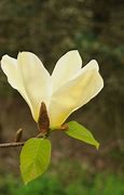 Image result for Magnolia Elizabeth