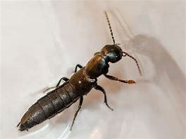 Image result for "rove-beetle"