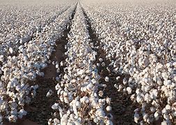 Image result for Cotton Farm Land
