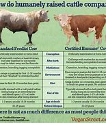 Image result for Cattle vs Cow