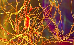 Image result for Brain Disection Neurons