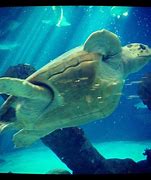 Image result for Ashley Baca Albuquerque Aquarium Aquarist