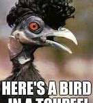 Image result for Scary Bird Meme