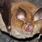 Image result for Bats in England