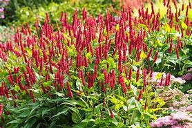 Image result for Persicaria amplexicaulis High Society